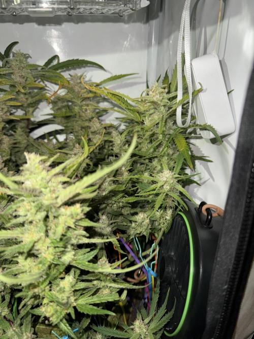 Amnesia Z Auto (FastBuds), 30x30x60, 50W. Week 9 - 02.03.26 - 66 day