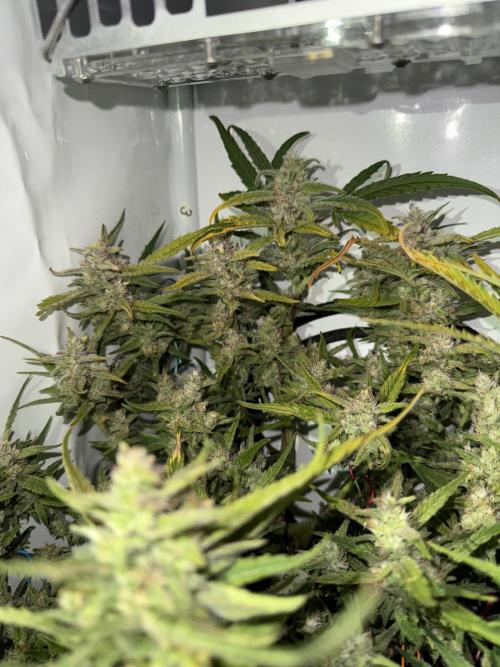 Amnesia Z Auto (FastBuds), 30x30x60, 50W. Week 9 - 02.03.26 - 66 day