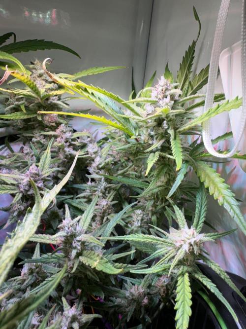 Amnesia Z Auto (FastBuds), 30x30x60, 50W. Week 9 - 02.03.26 - 66 day