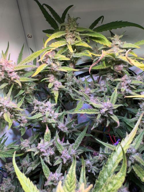 Amnesia Z Auto (FastBuds), 30x30x60, 50W. Week 9 - 02.03.26 - 66 day