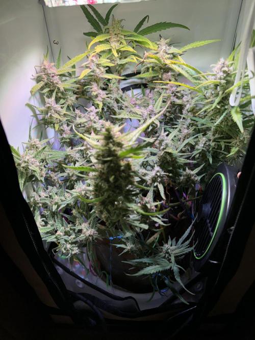 Amnesia Z Auto (FastBuds), 30x30x60, 50W. Week 9 - 02.04.26 - 67 day