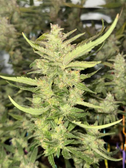 Amnesia Z Auto (FastBuds), 30x30x60, 50W. Week 9 - 02.05.26 - 68 day