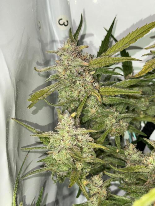 Amnesia Z Auto (FastBuds), 30x30x60, 50W. Week 9 - 02.05.26 - 68 day