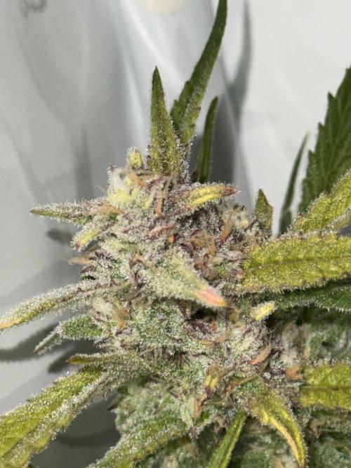 Amnesia Z Auto (FastBuds), 30x30x60, 50W. Week 9 - 02.05.26 - 68 day