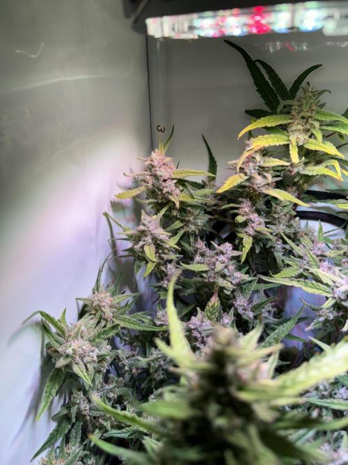 Amnesia Z Auto (FastBuds), 30x30x60, 50W. Week 9 - 02.06.26 - 69 day