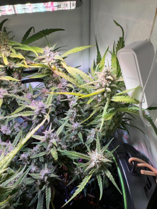 Amnesia Z Auto (FastBuds), 30x30x60, 50W. Week 9 - 02.06.26 - 69 day