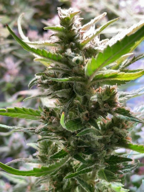 Amnesia Z Auto (FastBuds), 30x30x60, 50W. Week 9 - 02.06.26 - 69 day