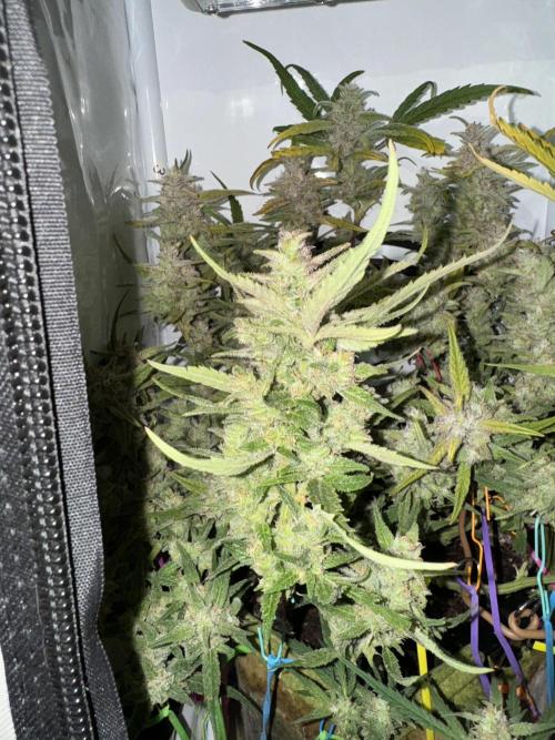 Amnesia Z Auto (FastBuds), 30x30x60, 50W. Week 9 - 02.07.26 - 70 day