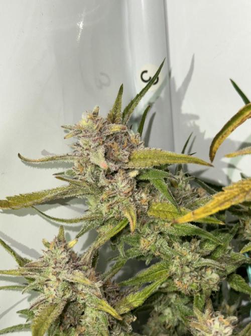 Amnesia Z Auto (FastBuds), 30x30x60, 50W. Week 9 - 02.07.26 - 70 day