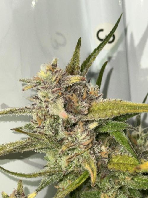 Amnesia Z Auto (FastBuds), 30x30x60, 50W. Week 9 - 02.07.26 - 70 day