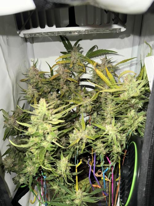 Amnesia Z Auto (FastBuds), 30x30x60, 50W. Week 9 - 02.07.26 - 70 day