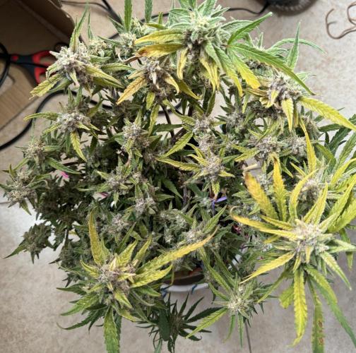 Amnesia Z Auto (FastBuds), 30x30x60, 50W. Week 10 - 02.08.26 - 71 day