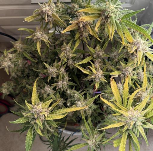 Amnesia Z Auto (FastBuds), 30x30x60, 50W. Week 10 - 02.08.26 - 71 day