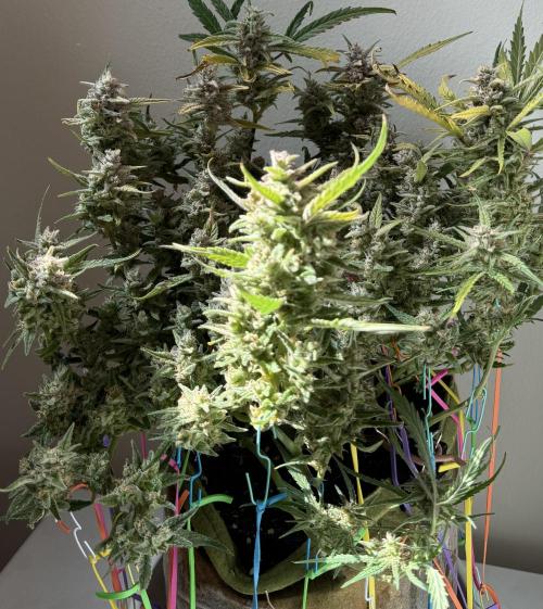 Amnesia Z Auto (FastBuds), 30x30x60, 50W. Week 10 - 02.08.26 - 71 day