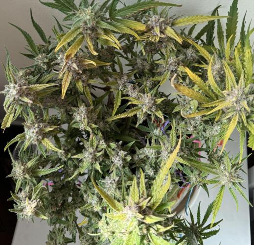 Amnesia Z Auto (FastBuds), 30x30x60, 50W. Week 10 - 02.08.26 - 71 day