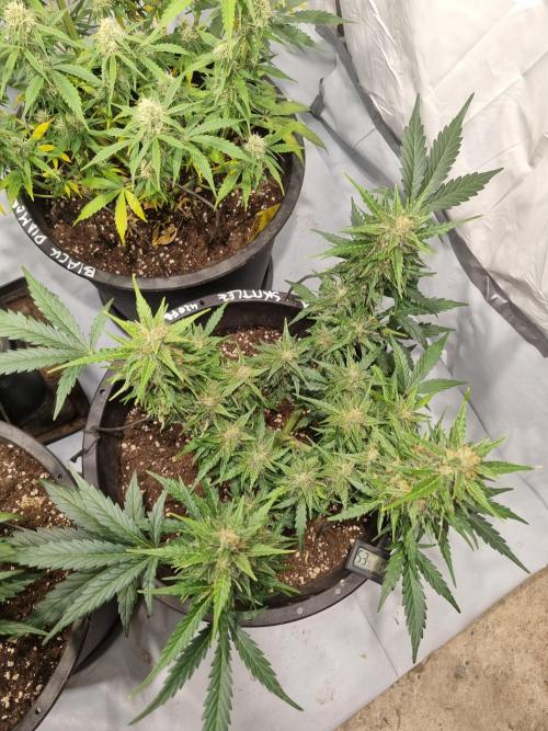 Gorilla Skittelz 21.08.25. Week 11