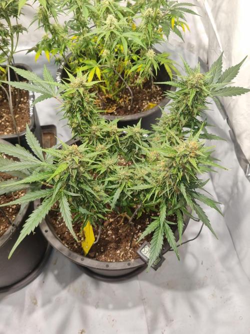 Gorilla Skittelz 21.08.25. Week 11