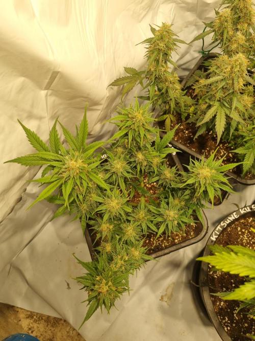 Lemon Cherry Cookies Auto. Week 11