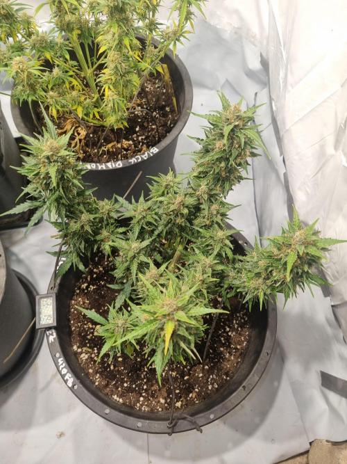 Gorilla Skittelz 21.08.25. Week 12