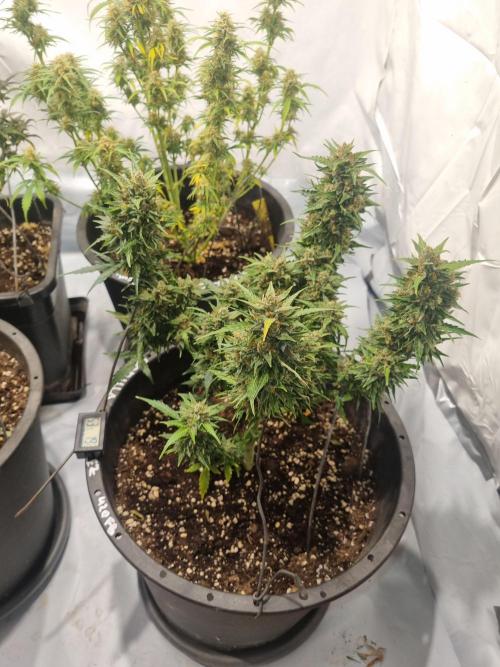 Gorilla Skittelz 21.08.25. Week 12