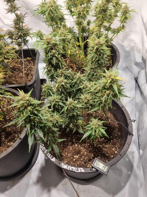 Gorilla Skittelz 21.08.25. Week 13