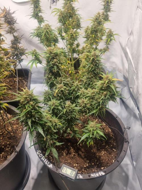 Gorilla Skittelz 21.08.25. Week 14