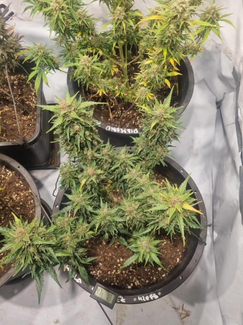 Gorilla Skittelz 21.08.25. Week 14