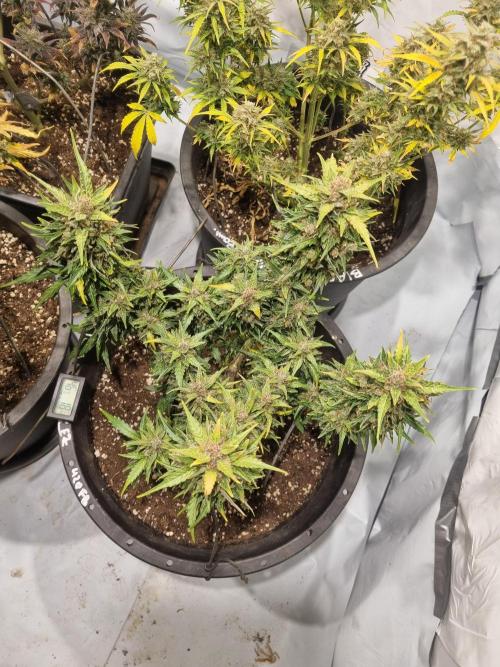 Gorilla Skittelz 21.08.25. Week 15