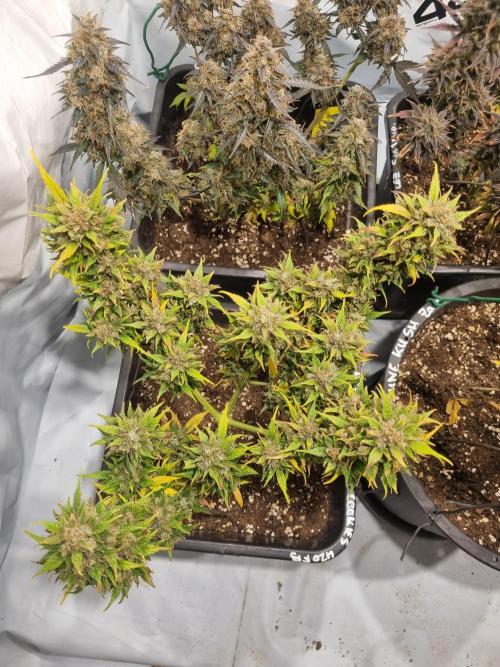 Lemon Cherry Cookies Auto. Week 15