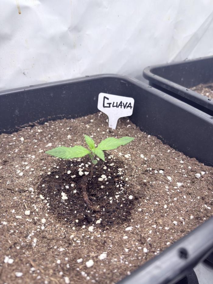 Fastbuds Guava Auto. Week 1