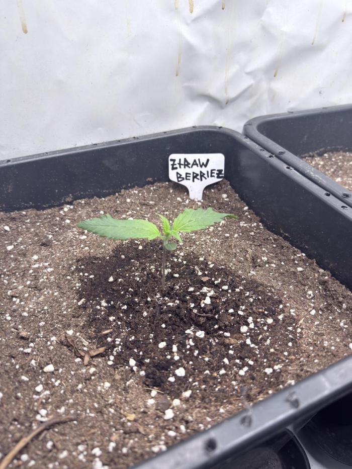 Fastbuds Ztrawberriez Auto. Week 1