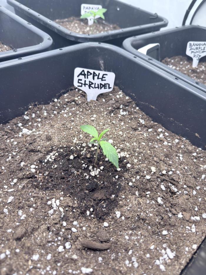 Apple Strudel Auto. Week 1