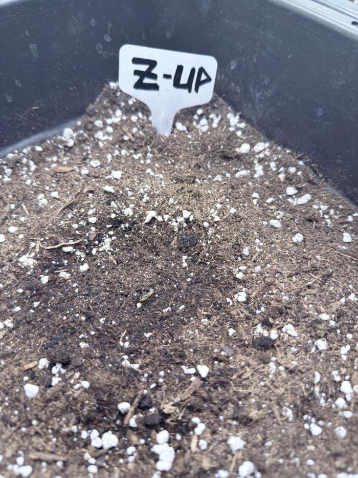 Fastbuds Z-Up Auto. Week 1