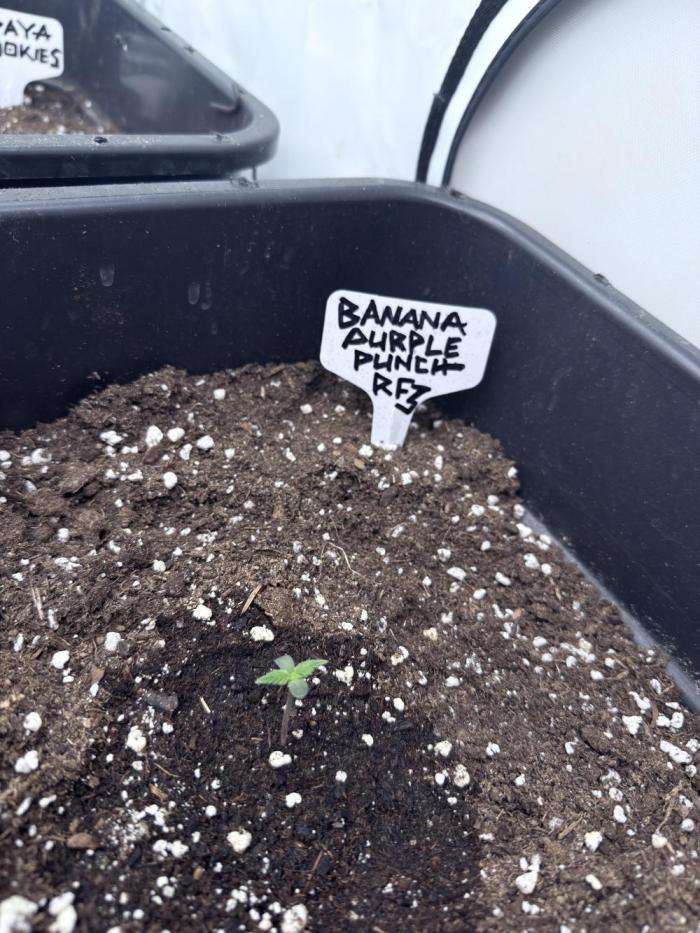 Banana Purple PunchRF3 Auto. Week 1