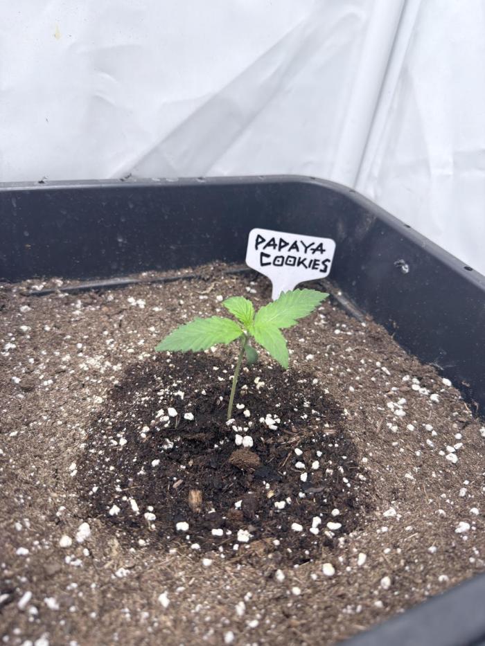 Papaya Cookies Auto. Week 1