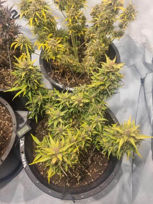 Gorilla Skittelz 21.08.25. Week 16