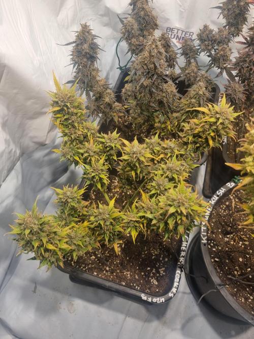 Lemon Cherry Cookies Auto. Week 16