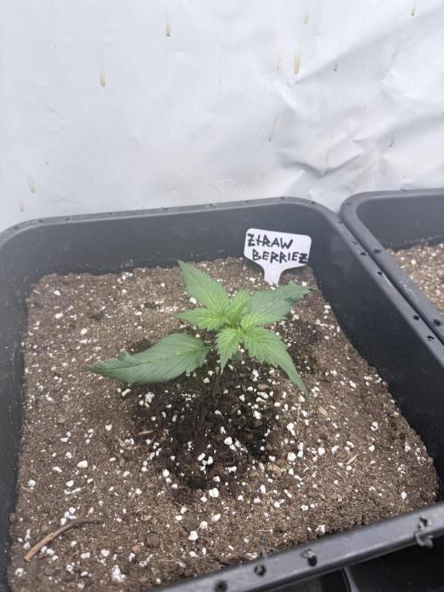 Fastbuds Ztrawberriez Auto. Week 2