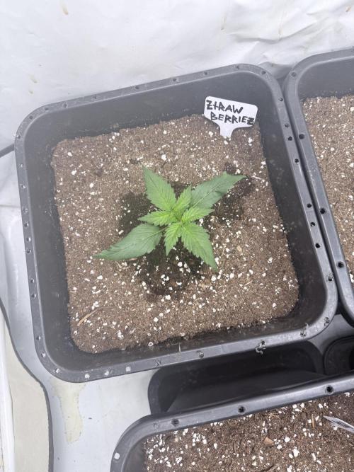 Fastbuds Ztrawberriez Auto. Week 2