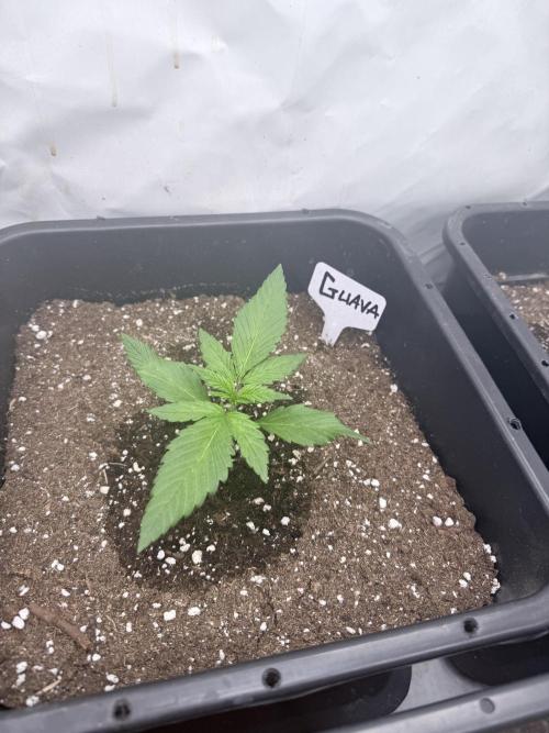 Fastbuds Guava Auto. Week 2