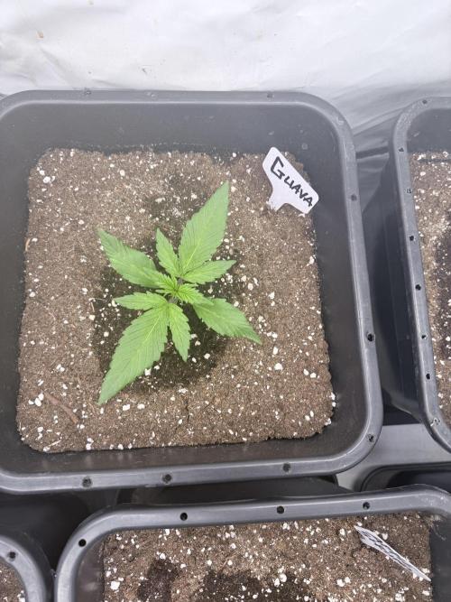 Fastbuds Guava Auto. Week 2