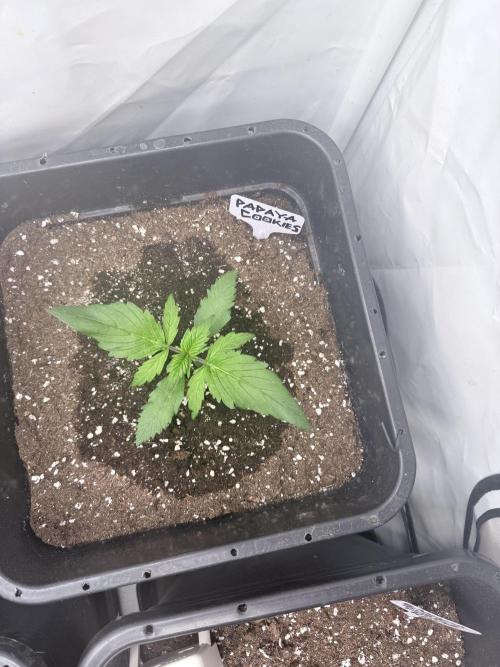Papaya Cookies Auto. Week 2