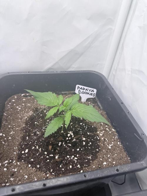 Papaya Cookies Auto. Week 2