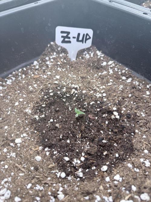 Fastbuds Z-Up Auto. Week 2