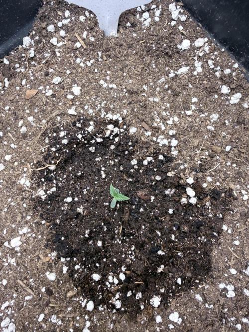 Fastbuds Z-Up Auto. Week 2