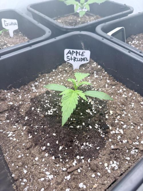 Apple Strudel Auto. Week 2