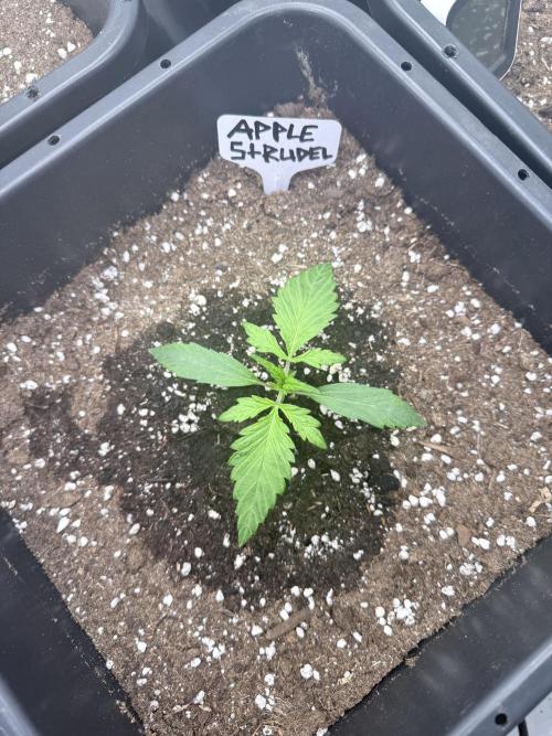 Apple Strudel Auto. Week 2