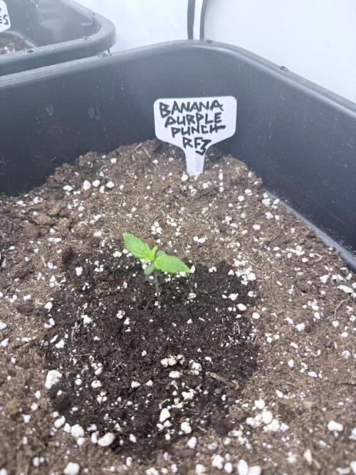Banana Purple PunchRF3 Auto. Week 2