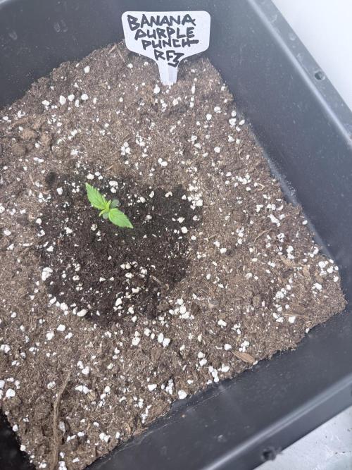 Banana Purple PunchRF3 Auto. Week 2