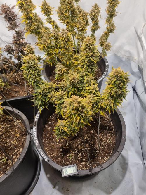 Gorilla Skittelz 21.08.25. Week 17